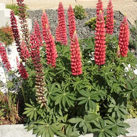 Diamond House Deluxe 5 Koblenz (Rhineland-Palatinate)