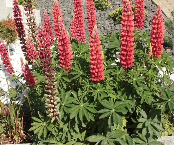 Diamond House Deluxe 5 Koblenz (Rhineland-Palatinate)